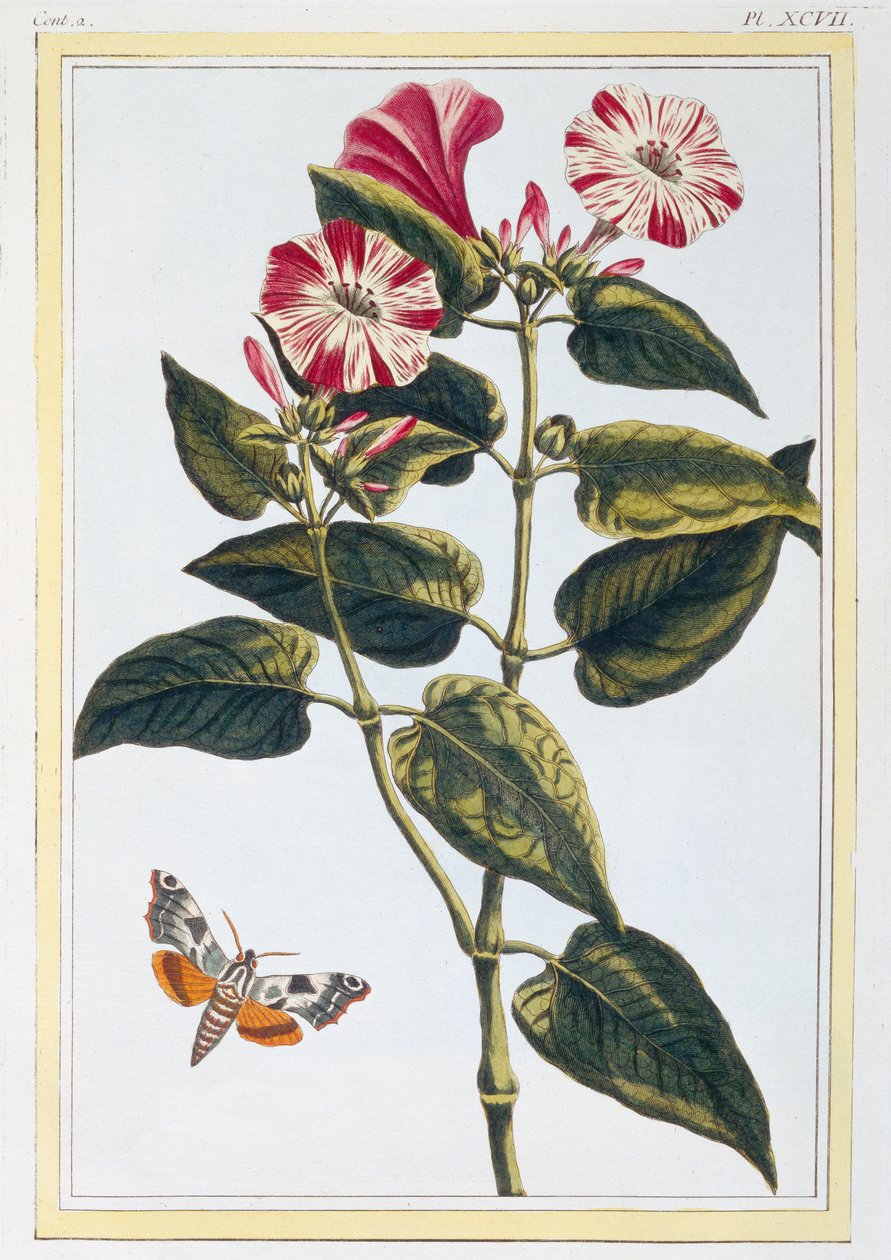 Morning Glory, c.1766 (handfärgad gravyr) av Pierre Joseph Buchoz