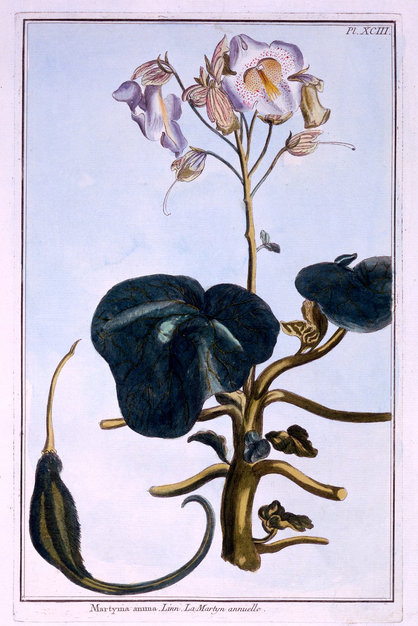 Snabelblomma av Pierre Joseph Buchoz