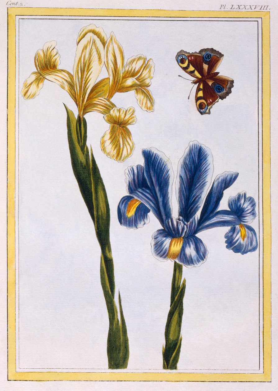 Gula och violetta iris, ca 1776 (handfärgad gravyr) av Pierre Joseph Buchoz