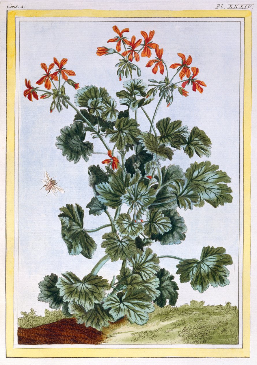 Gulblommig Cranesbill, c.1776 (handfärgad gravyr) av Pierre Joseph Buchoz