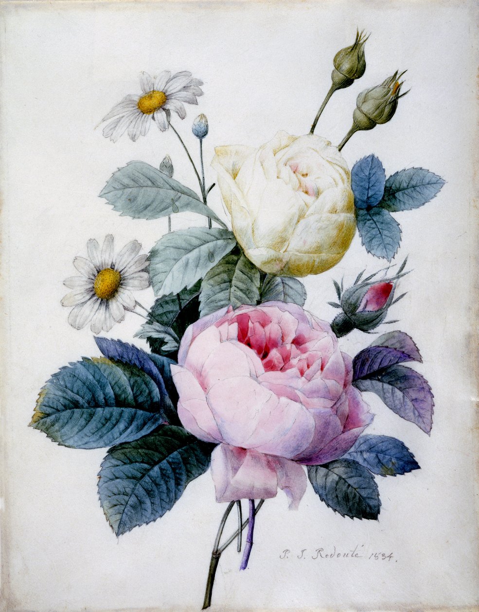 Bukett av rosor med tusenskönor, publicerad 1834 (sticksticksgravyr handfärgad) av Pierre Joseph Redouté