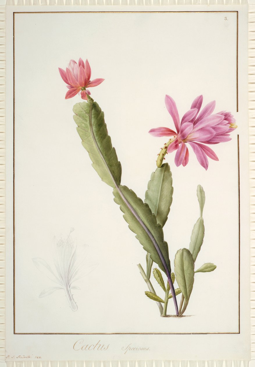 Cactus Speciosus, 1811 (wc och kroppsfärg över spår av grafit på veläng) av Pierre Joseph Redouté