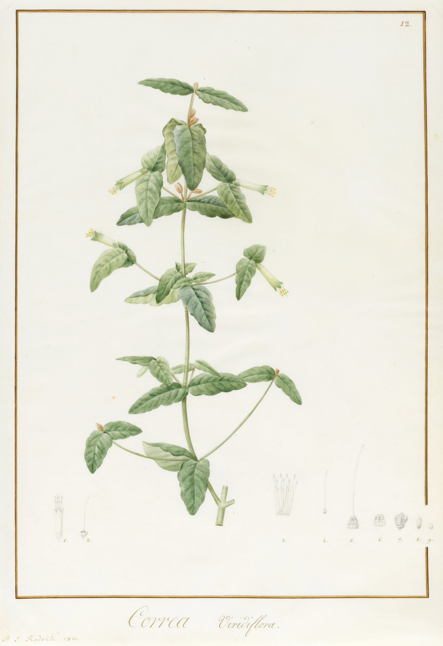 Correa Vieisiflora, 1811 (wc och kroppsfärg över spår av grafit på veläng) av Pierre Joseph Redouté