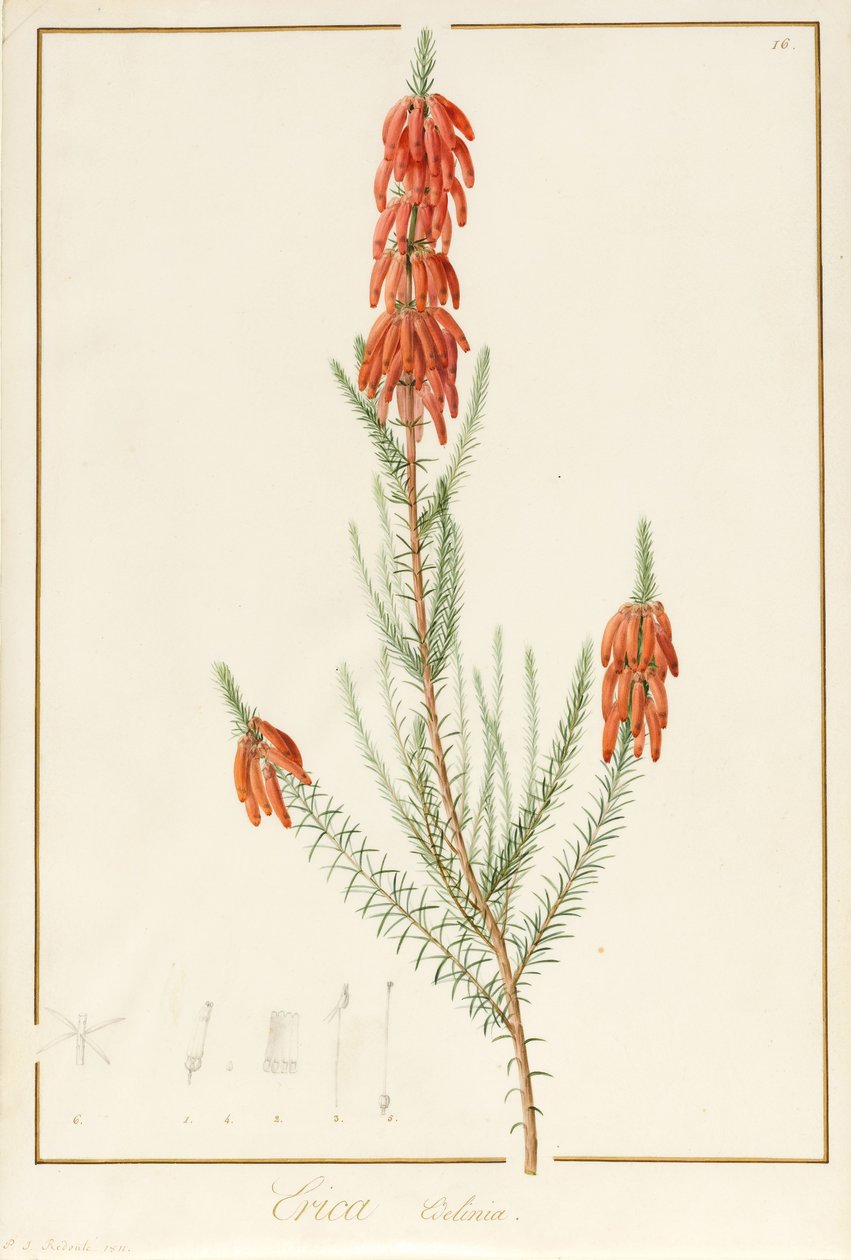 Erica Edilinei, 1811 (wc och bodycolour över spår av grafit på pergament) av Pierre Joseph Redouté