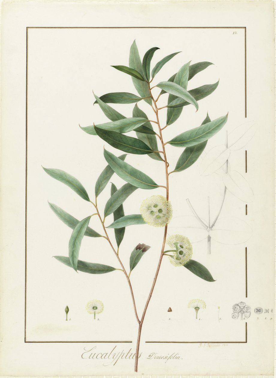 Eucalyptus Diversifolia, 1811 (wc och kroppsfärg över spår av grafit på veläng) av Pierre Joseph Redouté