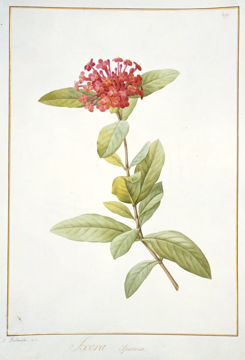 Ixora speciosa, 1812 (wc och kroppsfärg över grafit på veläng) av Pierre Joseph Redouté