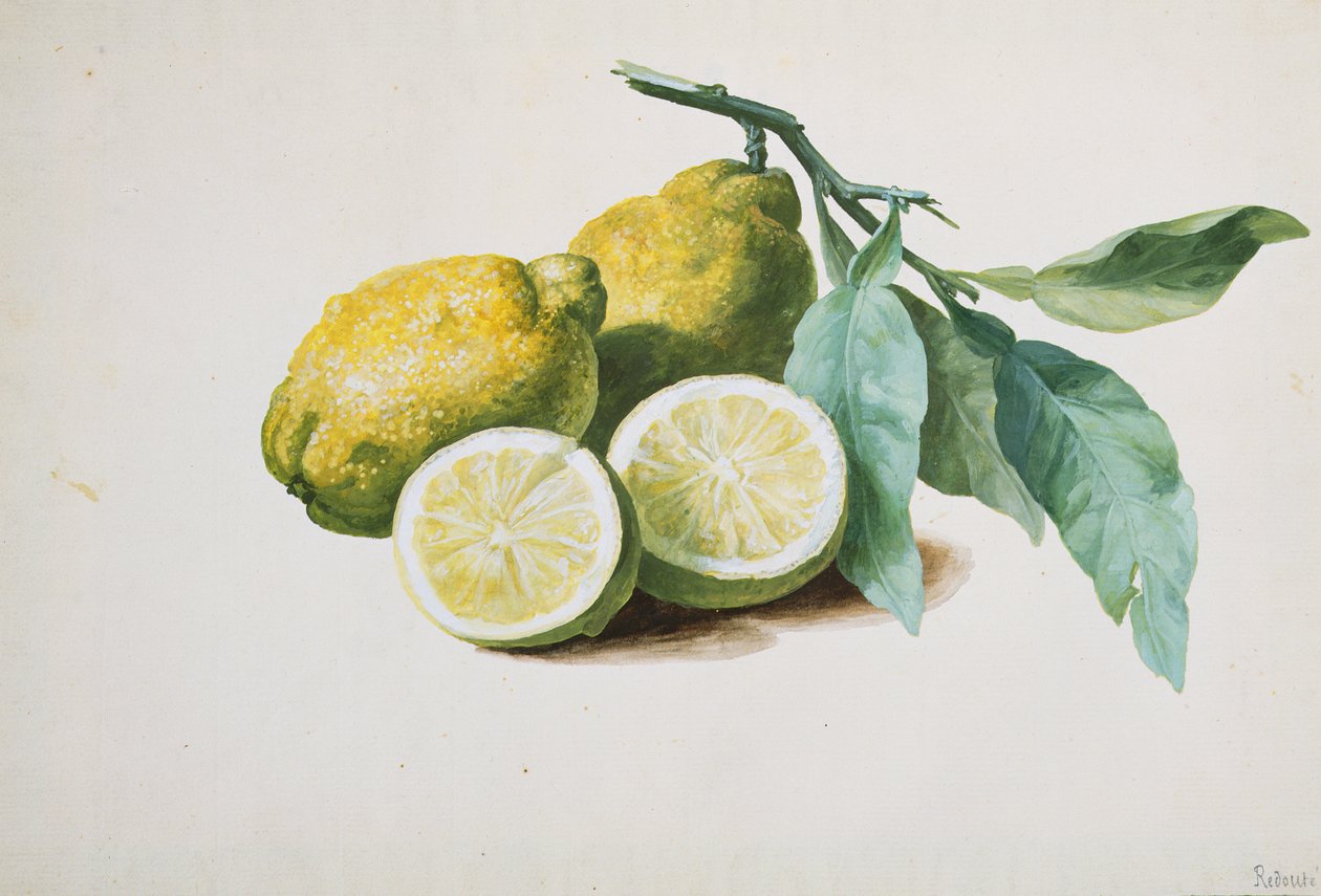 Citroner, 1840 av Pierre Joseph Redouté