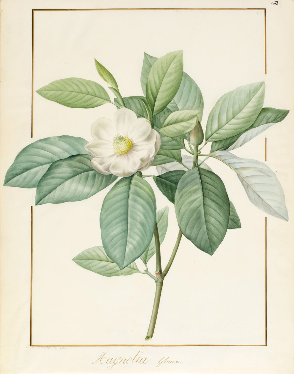 Magnolia Glauca, 1811 (wc och kroppsfärg över grafit på veläng) av Pierre Joseph Redouté