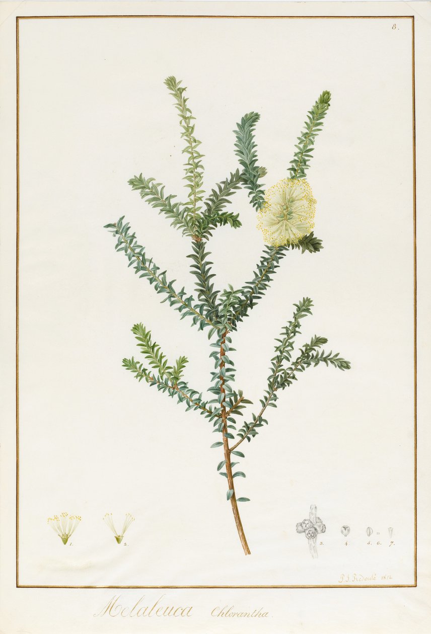 Melaleuca Chlorantha, 1812 (wc och bodycolour över spår av grafit på vellum) av Pierre Joseph Redouté