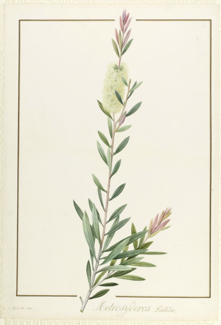 Metrosyderos Pallida, 1812 (wc och kroppsfärg över grafit på veläng) av Pierre Joseph Redouté