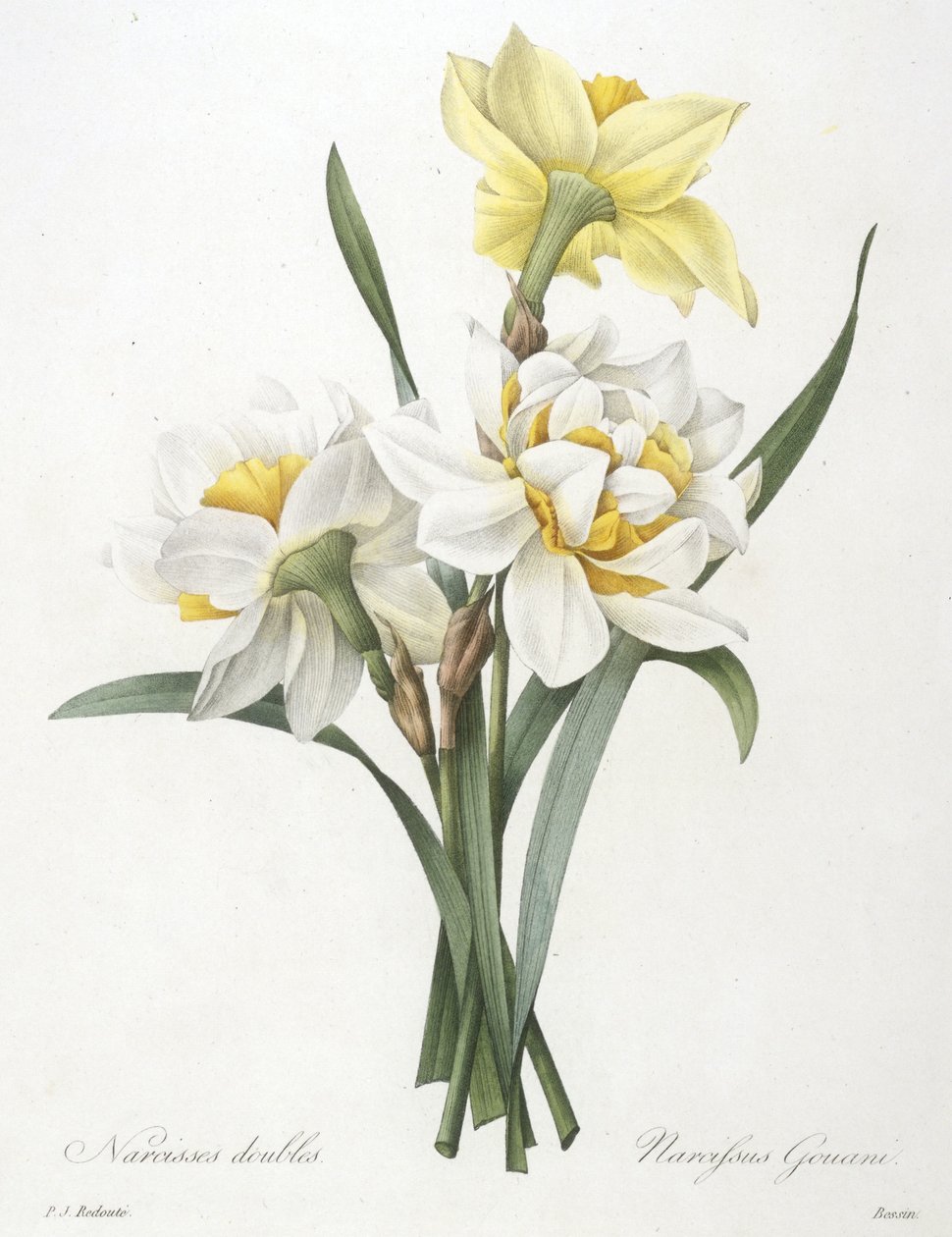 Narcissus gouani (dubbel påsklilja), 1827 av Pierre Joseph Redouté