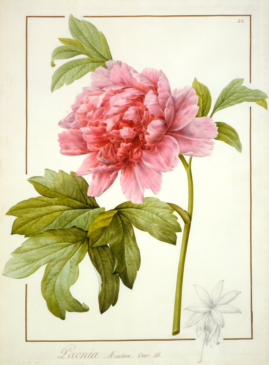 Paeonia Suffruticosa, 1812 (wc med gummi arabic över spår av grafit på veläng) av Pierre Joseph Redouté