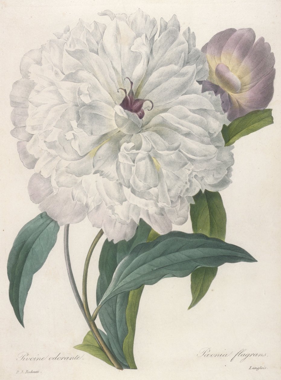 Paeonia flagans (Pion), 1827 av Pierre Joseph Redouté