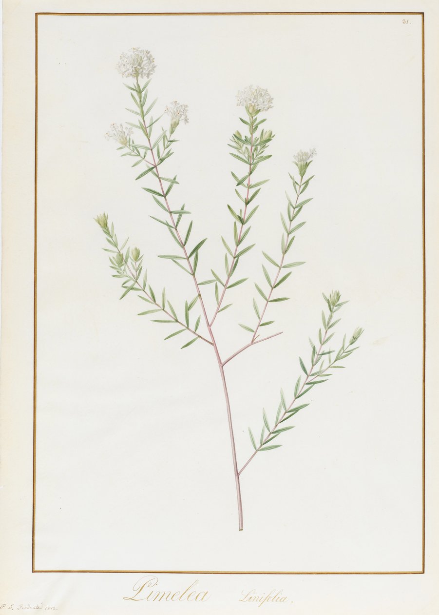 Pimelea Linifolia, 1812 (wc och kroppsfärg över grafit på veläng) av Pierre Joseph Redouté