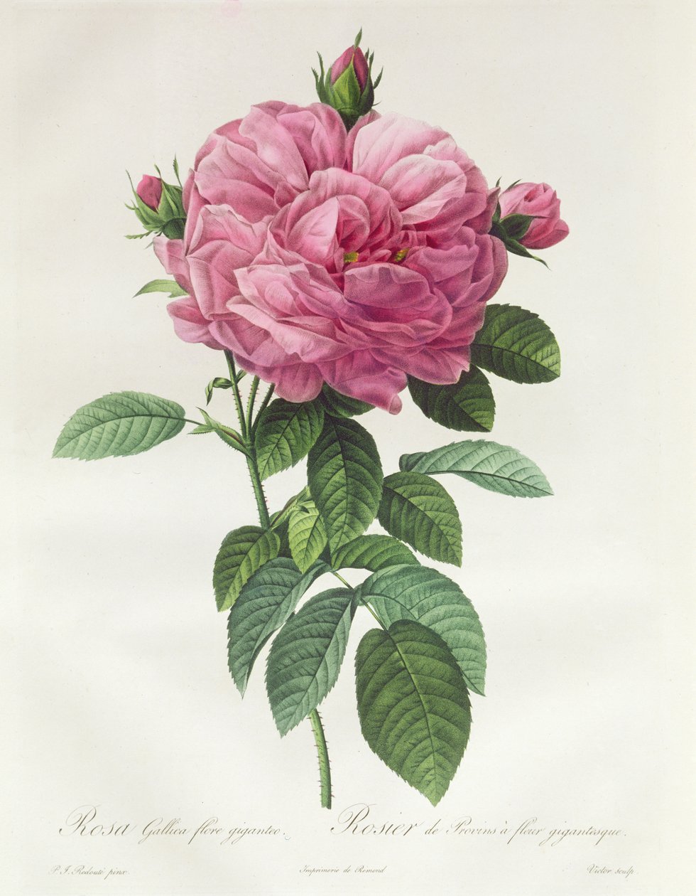 Rosa Gallica Giant Flore av Pierre Joseph Redouté