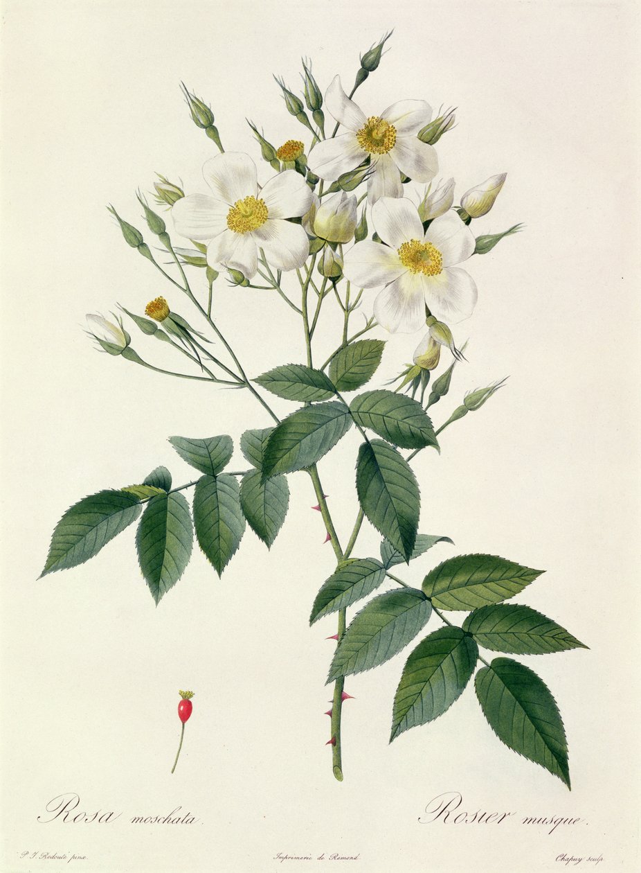 Rosa moschata eller myskros av Pierre Joseph Redouté