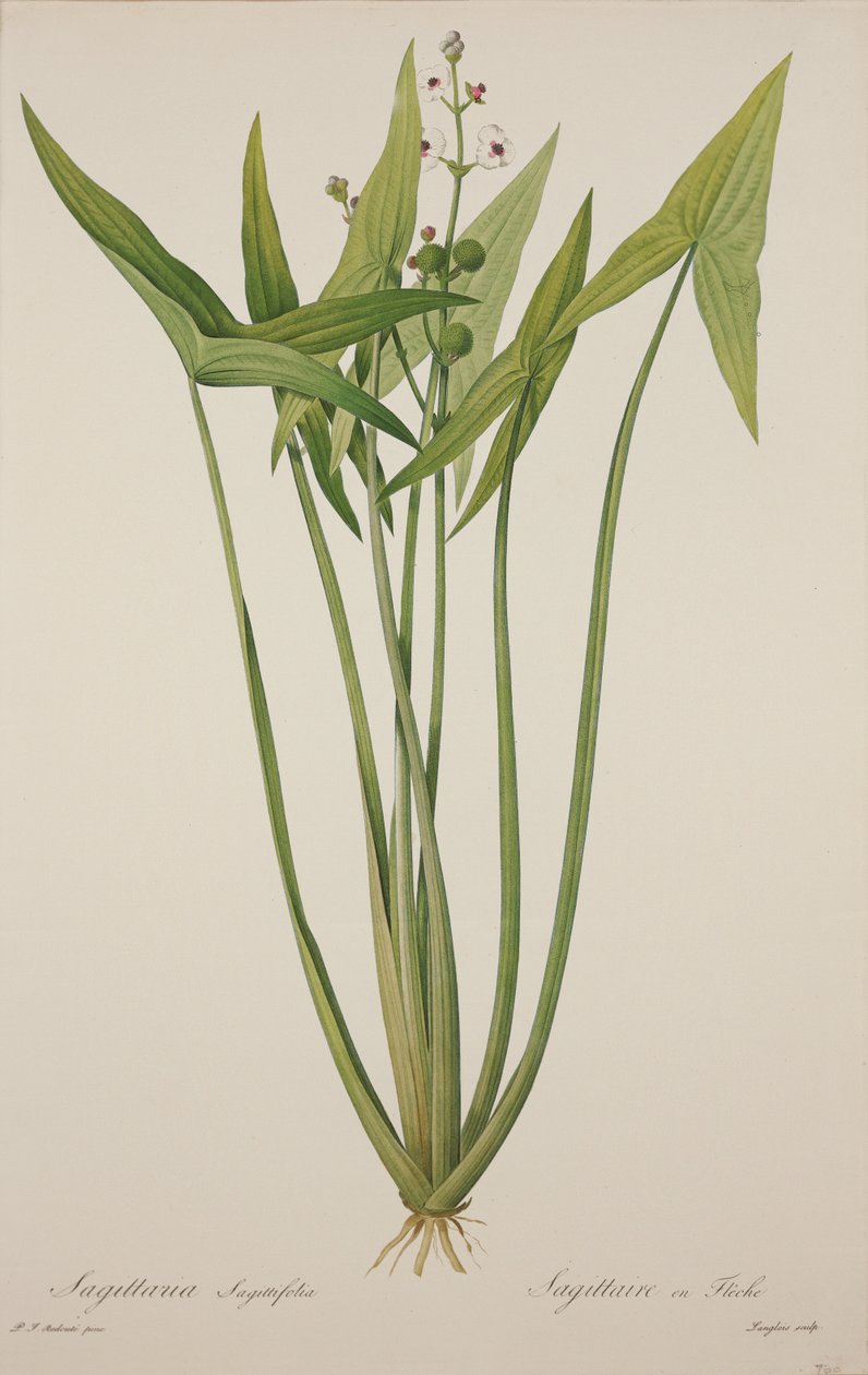 Sagittaria, graverad av Langlois (handkolorerad gravyr) av Pierre Joseph Redouté