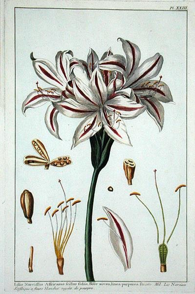 Lilius Narciffus Africanus från 