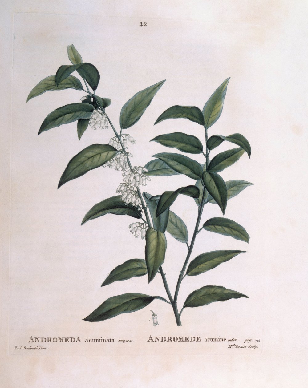 Andromeda acuminata Henry Louis Duhamel du Monceau, botanisk platta av Pierre Joseph Redouté av Pierre Joseph Redouté