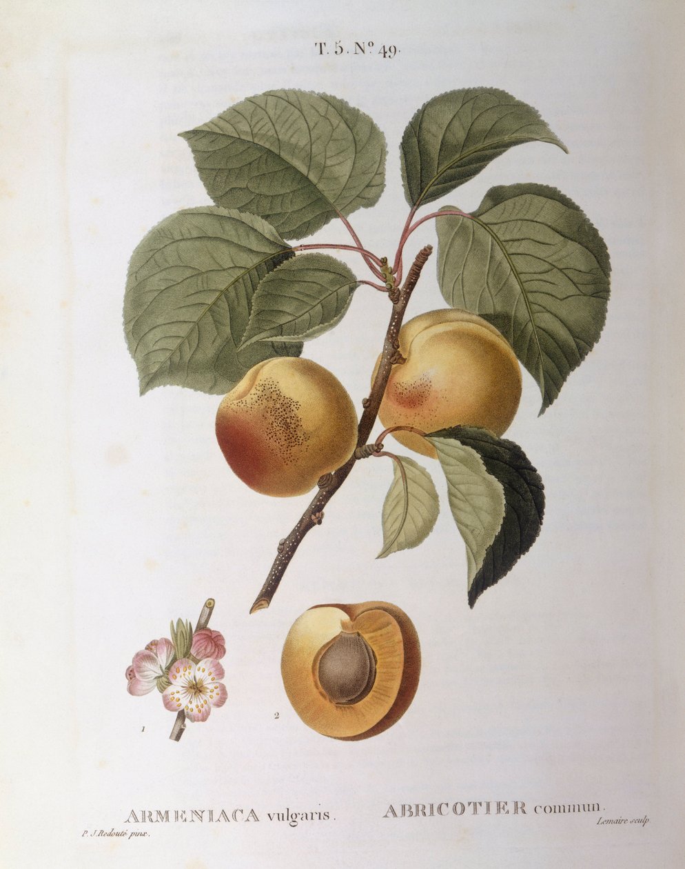 Aprikos (Armeniaca vulgaris eller Prunus armeniaca), Henry Louis Duhamel du Monceau, botanisk tallrik av Pierre Joseph Redouté av Pierre Joseph Redouté
