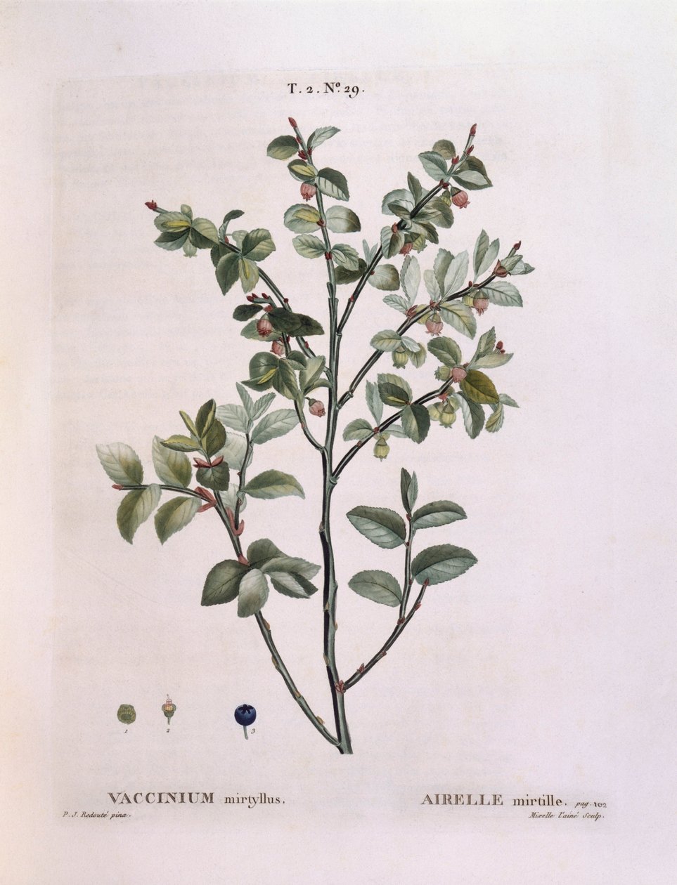 Blåbär (Vaccinium myrtillus), Henry Louis Duhamel du Monceau, botanisk tallrik av Pierre Joseph Redouté av Pierre Joseph Redouté