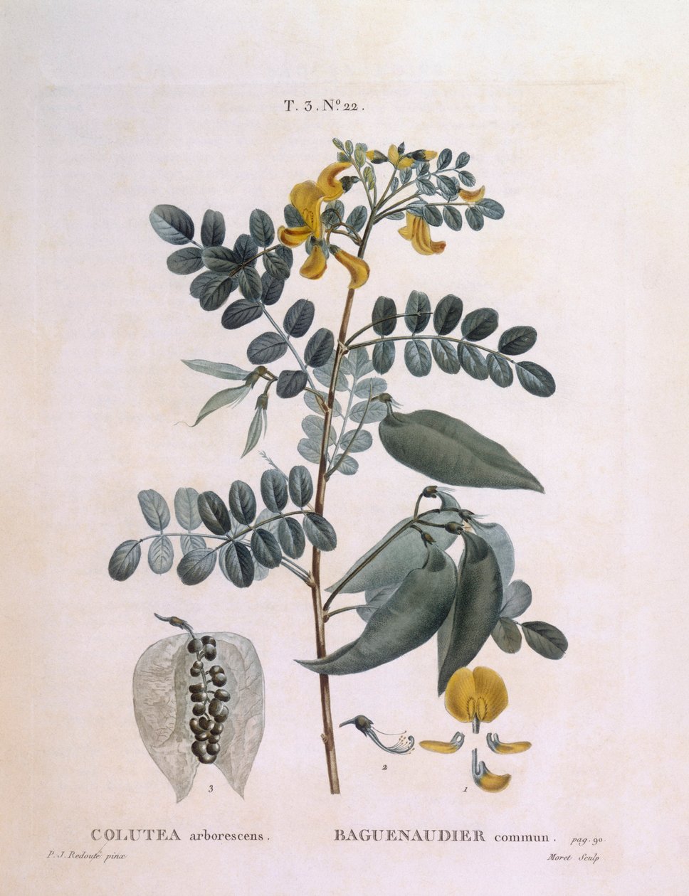 Blåsensenna (Colutea arborescence), Henry Louis Duhamel du Monceau, botanisk platta av Pierre Joseph Redouté av Pierre Joseph Redouté