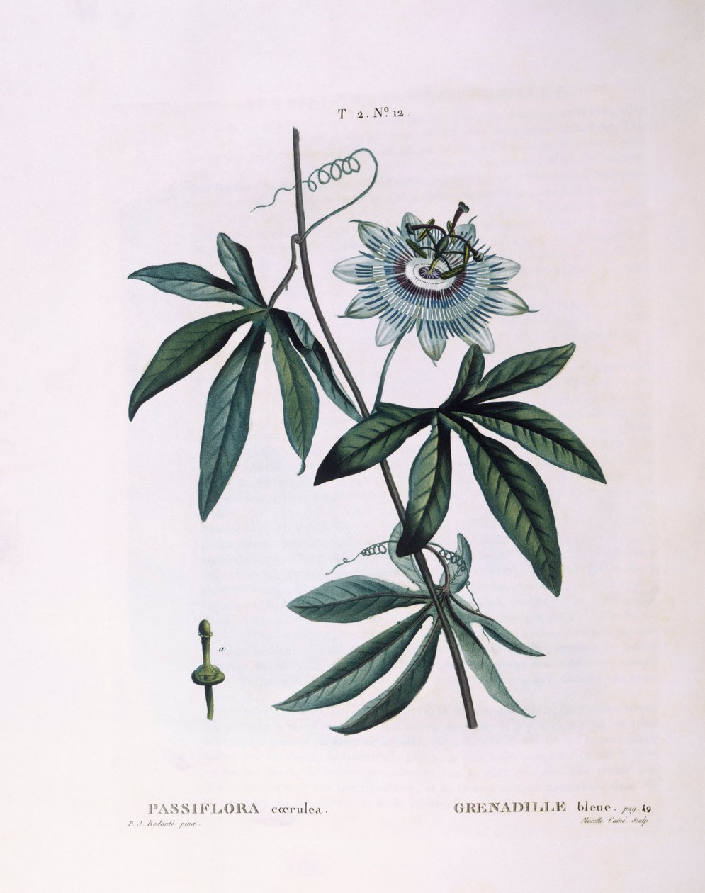 Blå passionsblomma (Passiflora caerulea), Henry Louis Duhamel du Monceau, botanisk tallrik av Pierre Joseph Redouté av Pierre Joseph Redouté