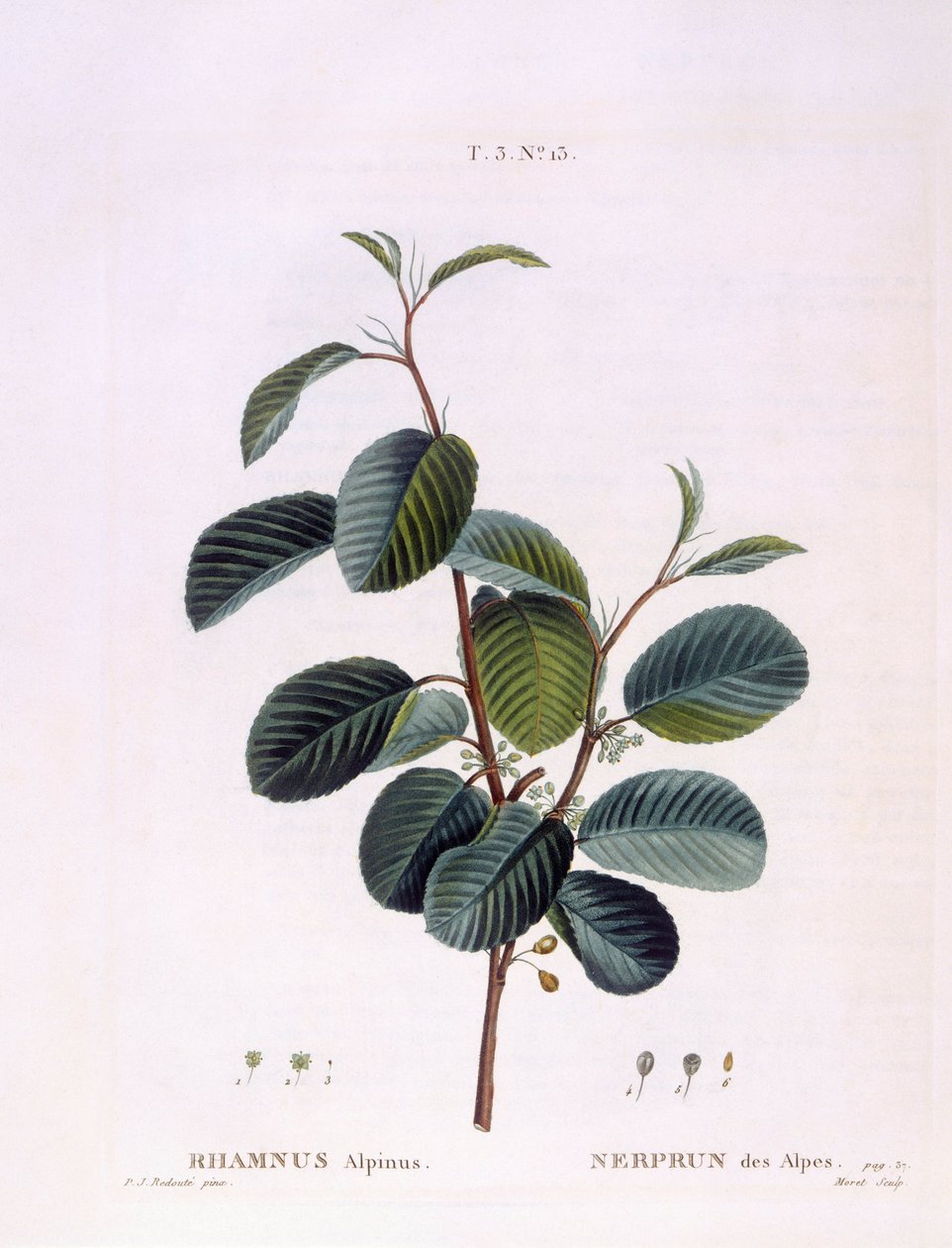 Havtorn (Rhamnus alpinus), Henry Louis Duhamel du Monceau, botanisk platta av Peter Joseph Redouté av Pierre Joseph Redouté