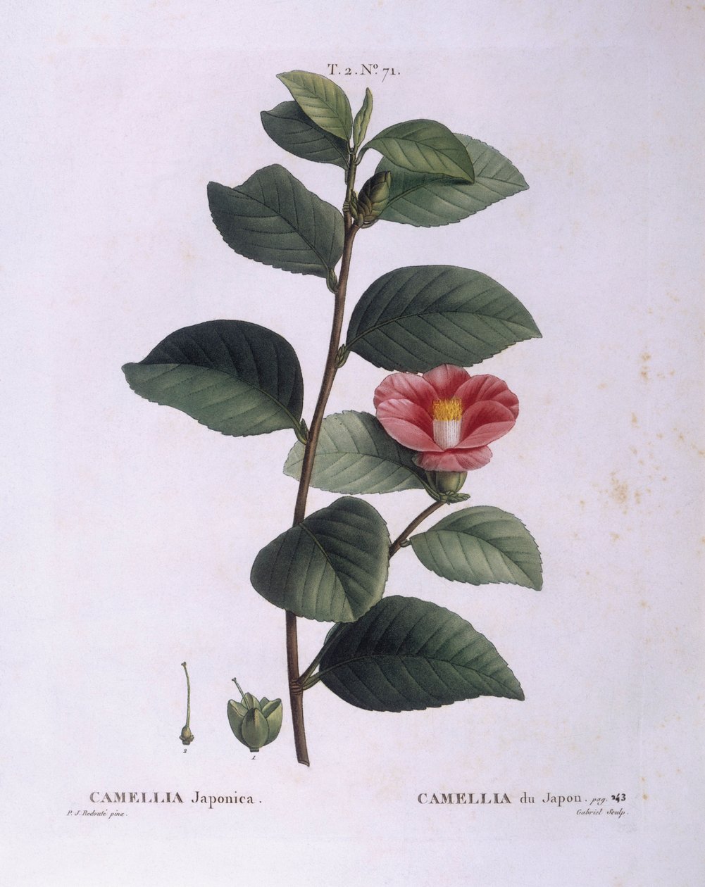 Camellia (Camellia japonica), Henry Louis Duhamel du Monceau, botanisk platta av Pierre Joseph Redouté av Pierre Joseph Redouté