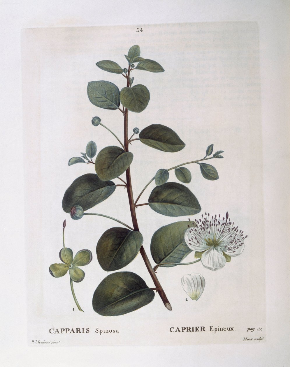 Kapris (Capparis spinosa), Henry Louis Duhamel du Monceau, botanisk platta av Pierre Joseph Redouté av Pierre Joseph Redouté