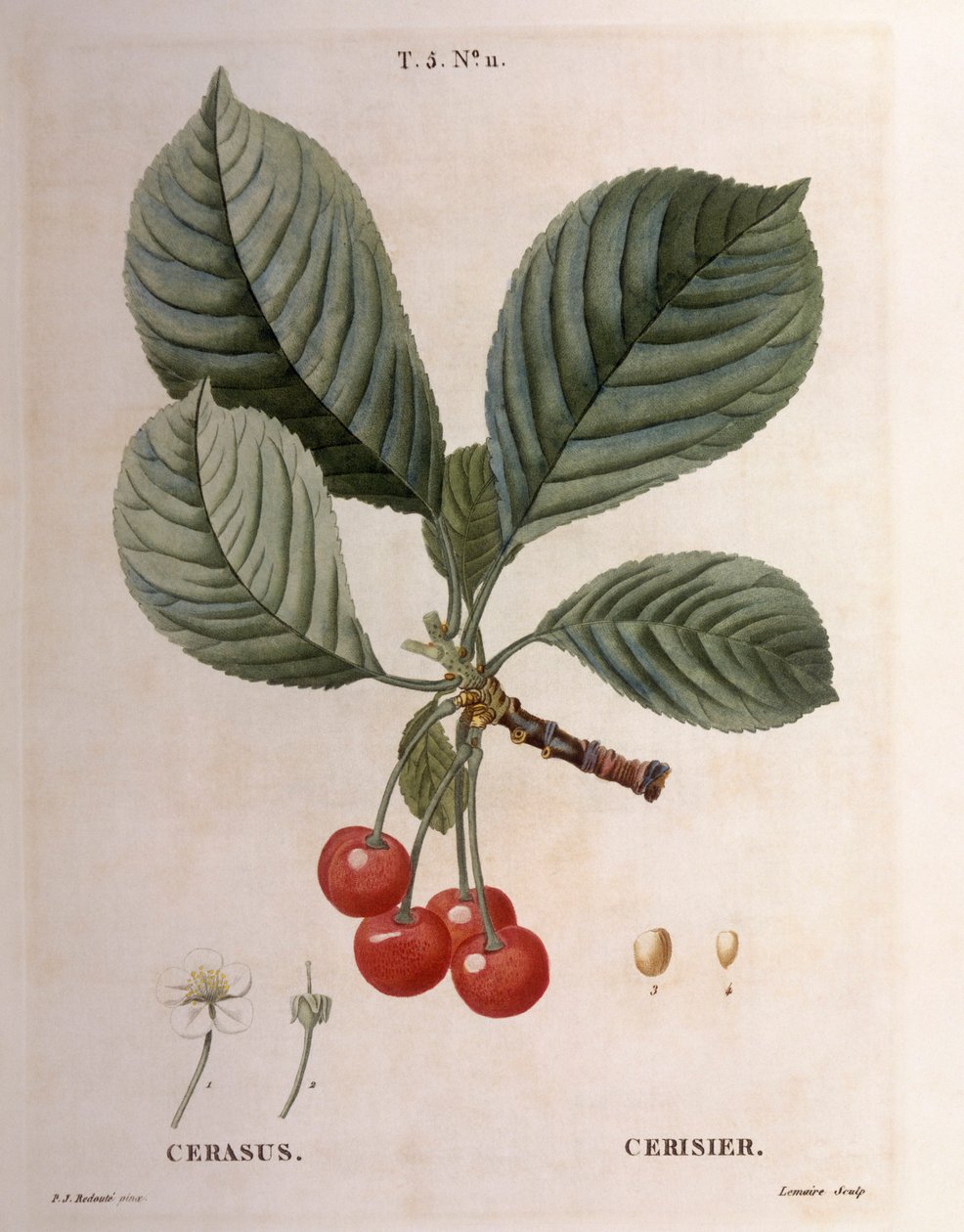 Cherry (Cerasus), Henry Louis Duhamel du Monceau, botanisk tallrik av Pierre Joseph Redouté av Pierre Joseph Redouté