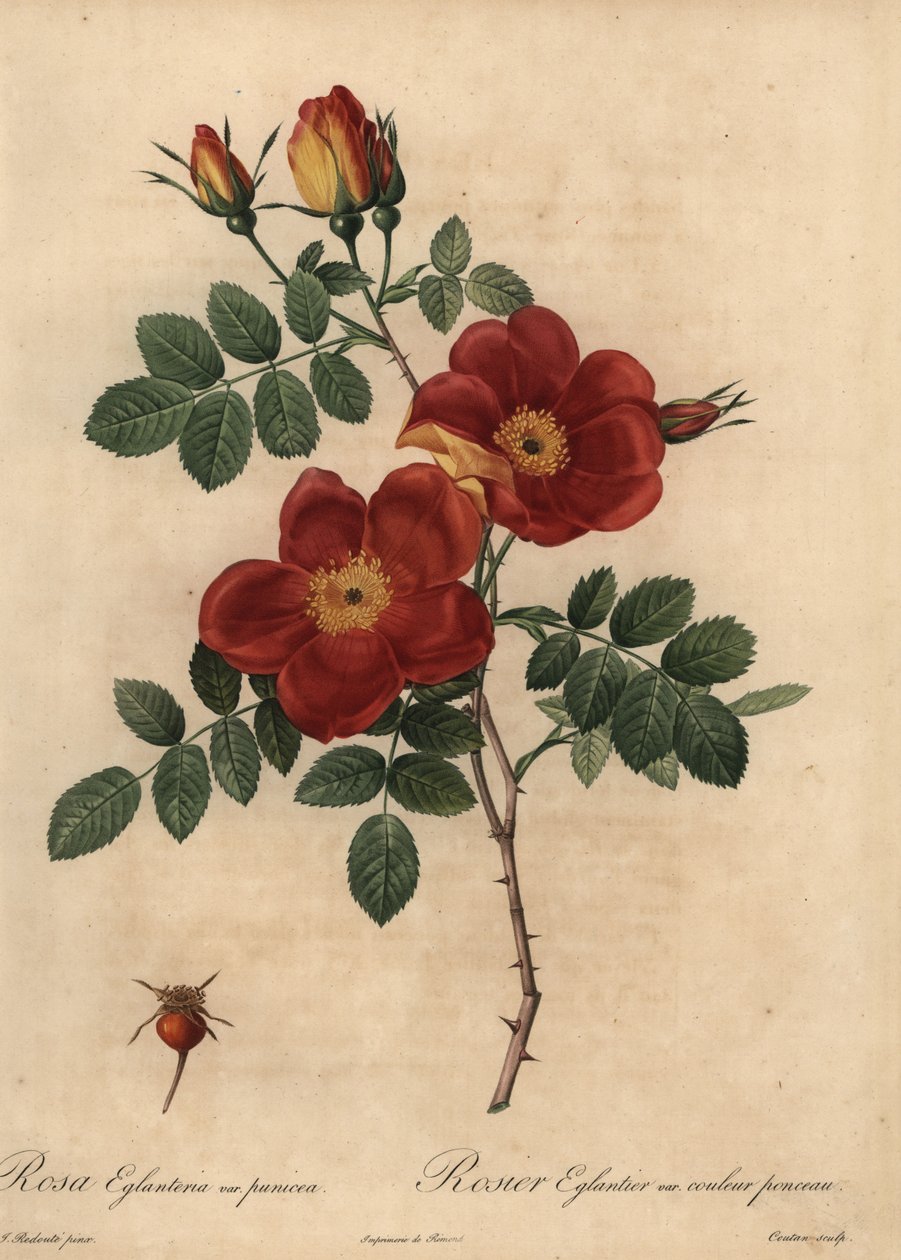 Kopparros, Rosa eglanteria av Pierre Joseph Redouté