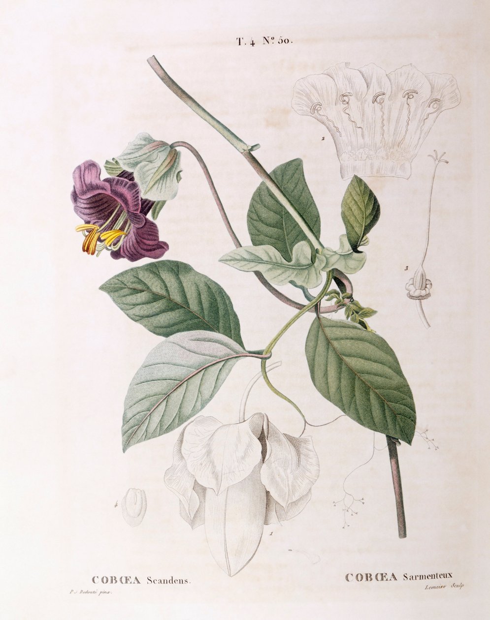 Cup and Fat Vine (Cobaea scandens), Henry Louis Duhamel du Monceau, botanisk tallrik av Pierre Joseph Redouté av Pierre Joseph Redouté