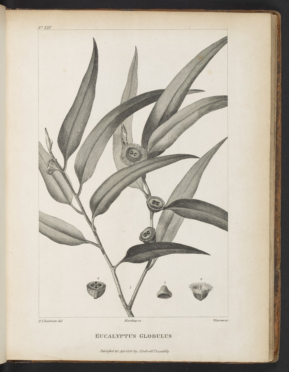 Eucalyptus Globulus från "An account of a voyage in search of La Perouse" av Jacques-Julien Houtou de La Billardière av Pierre Joseph Redouté