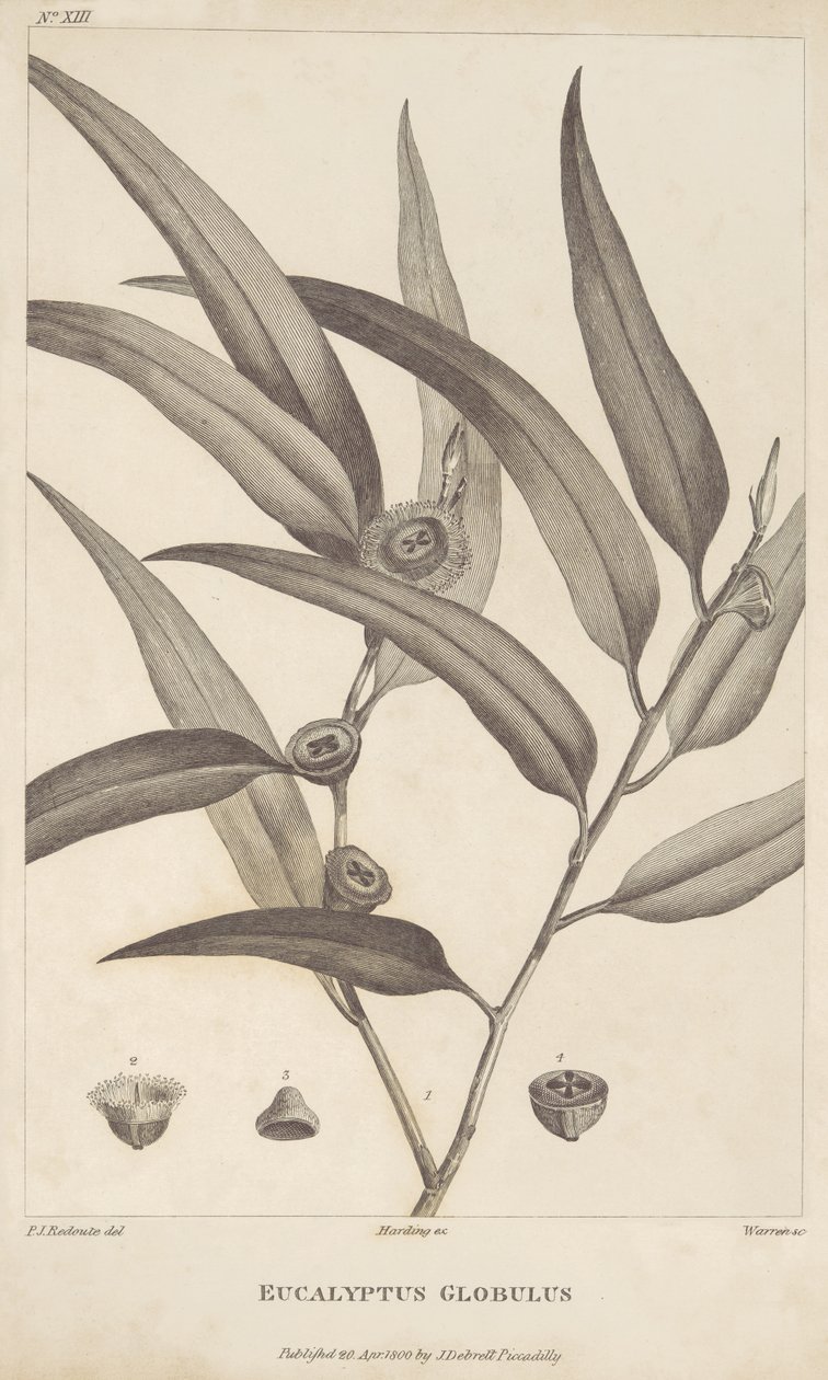 Eucalyptus Globulus från "An account of a voyage in search of La Perouse" av Jacques-Julien Houtou de La Billardière av Pierre Joseph Redouté