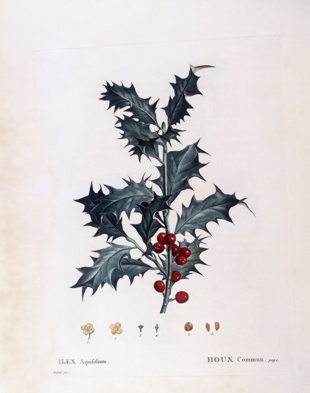 Ilex aquifolium (Ilex aquifolium), Henry Louis Duhamel du Monceau, botanisk platta av Pierre Joseph Redouté av Pierre Joseph Redouté