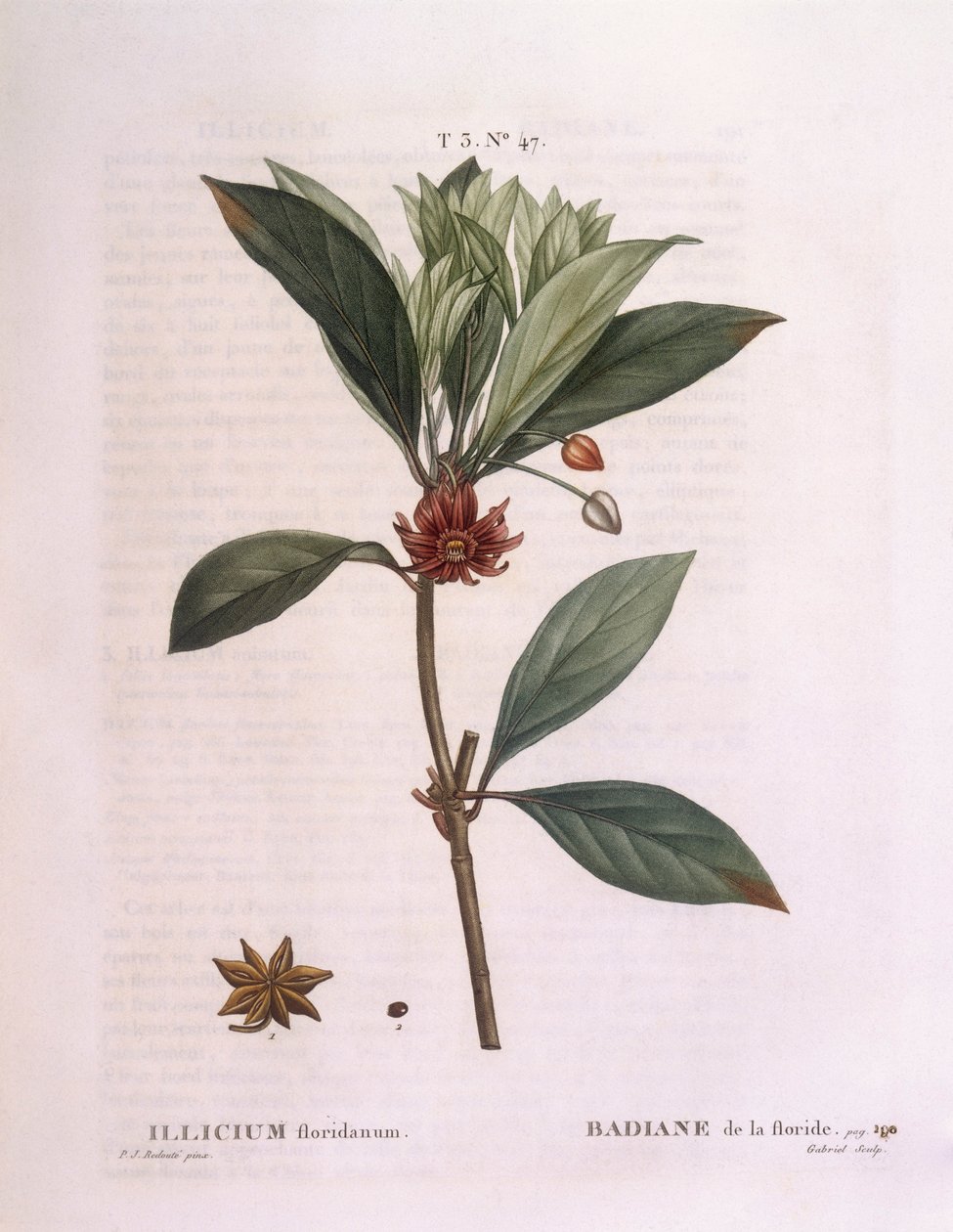 Florida anisträd (Illicium floridanum), Henry Louis Duhamel du Monceau, botanisk platta av Pierre Joseph Redouté av Pierre Joseph Redouté