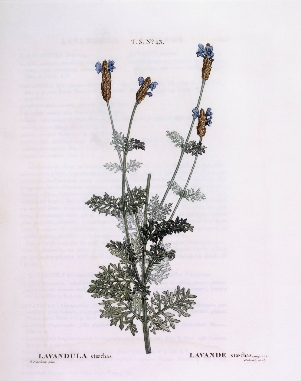 Fransk lavendel (Lavandula stoechas), Henry Louis Duhamel du Monceau, botanisk tallrik av Pierre Joseph Redouté av Pierre Joseph Redouté