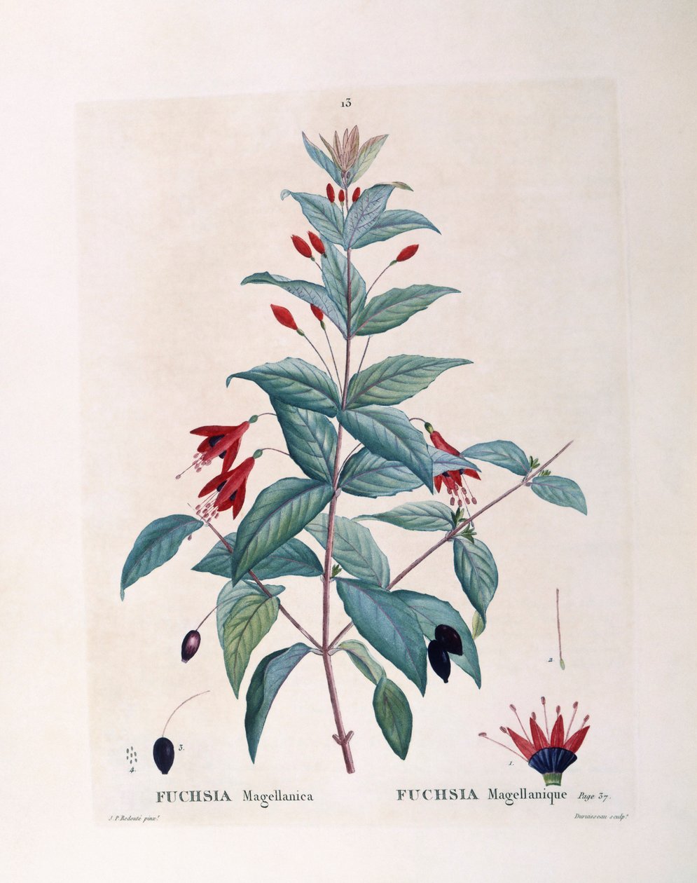Fuchsia (Fuchsia magellanica), Henry Louis Duhamel du Monceau, botanisk platta av Pierre Joseph Redouté av Pierre Joseph Redouté