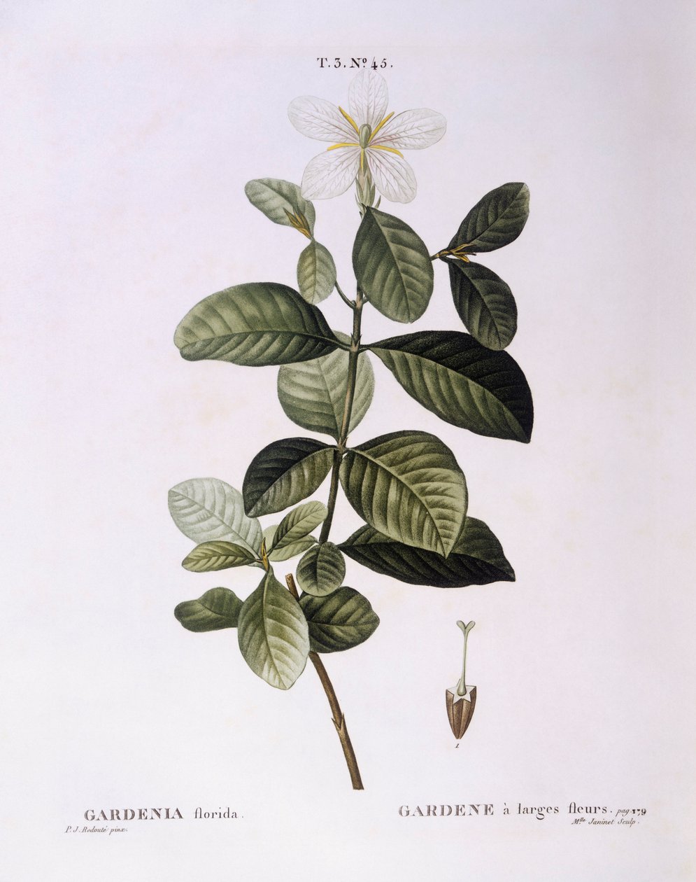 Gardenia (Gardenia florida), Henry Louis Duhamel du Monceau, botanisk tallrik av Pierre Joseph Redouté av Pierre Joseph Redouté