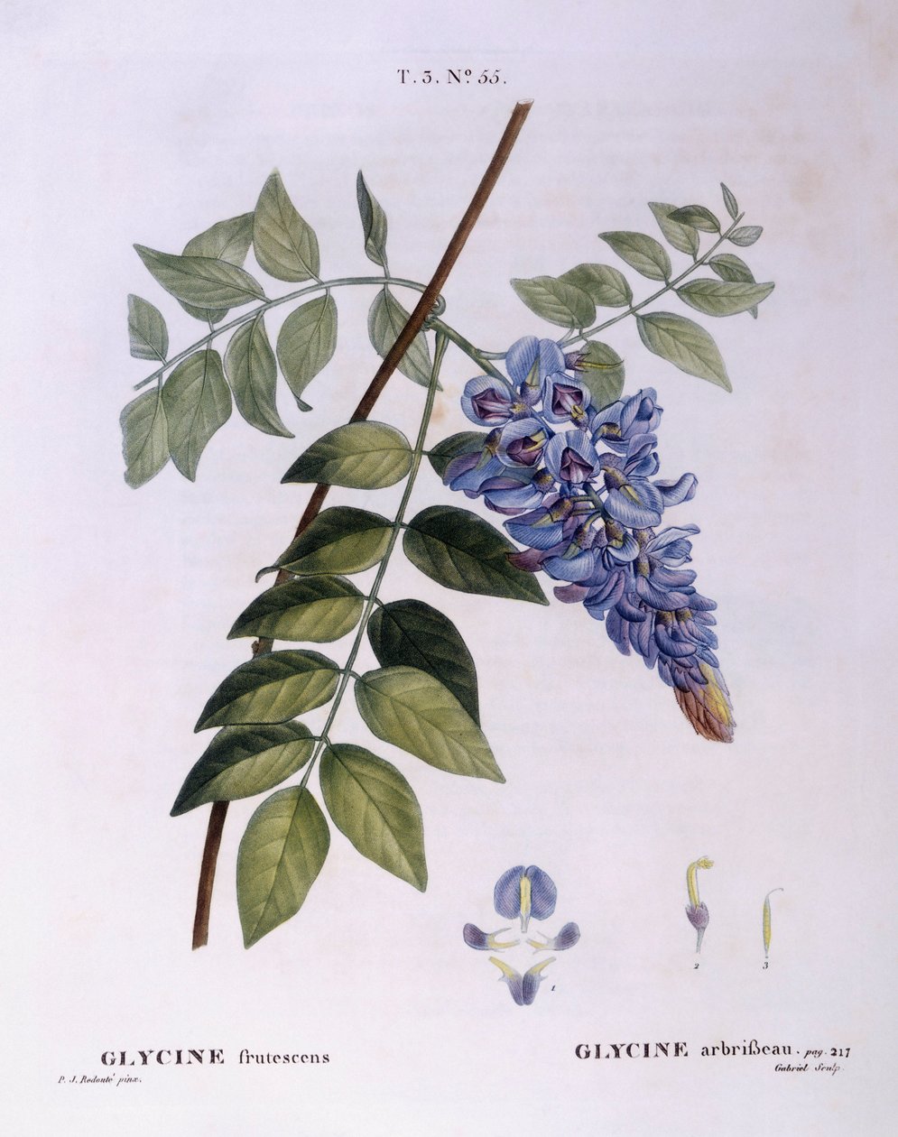Wisteria (Glycine frutescens), Henry Louis Duhamel du Monceau, botanisk platta av Pierre Joseph Redouté av Pierre Joseph Redouté