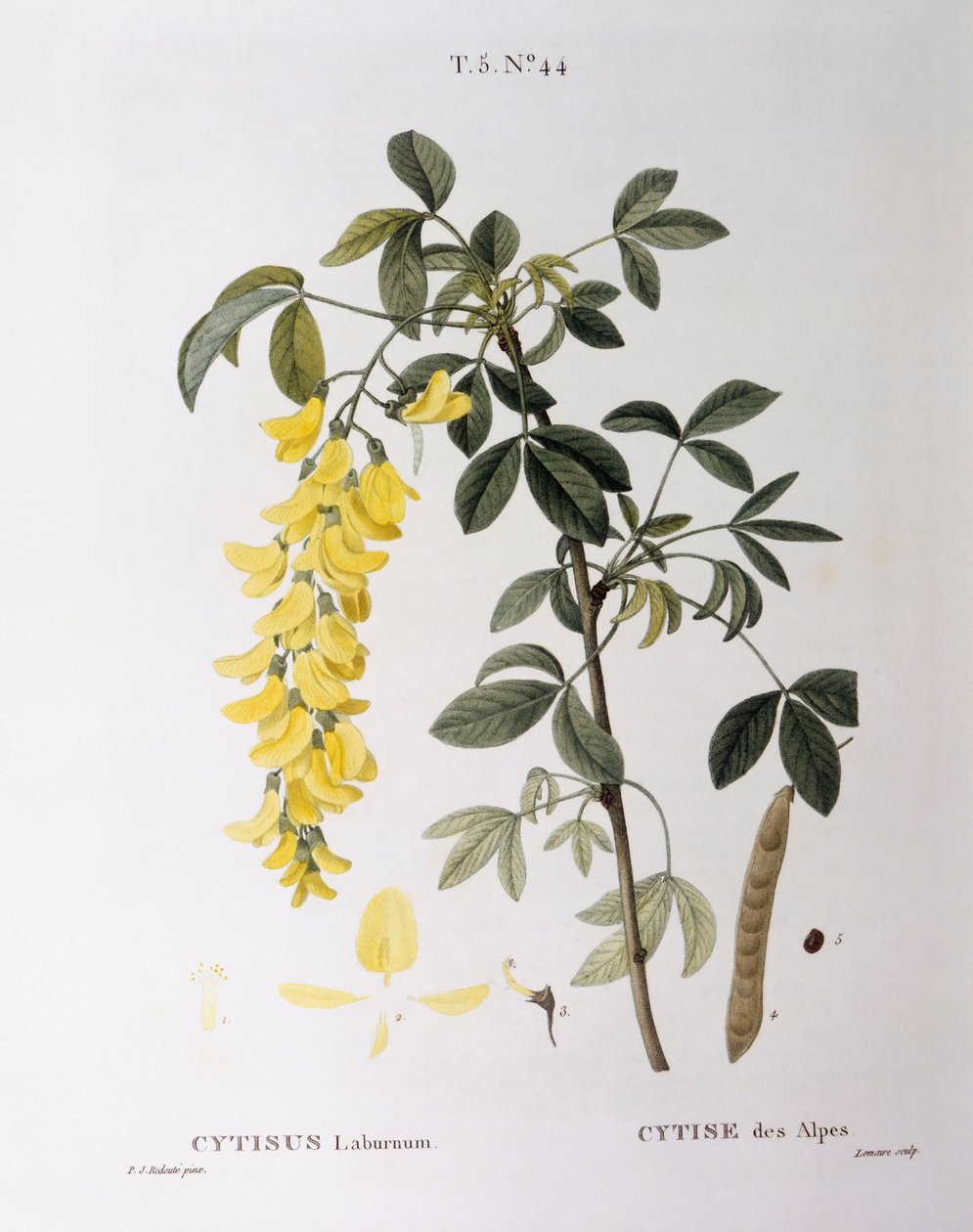 Golden Chain (Cytisus laburnum), Henry Louis Duhamel du Monceau, botanisk platta av Pierre Joseph Redouté av Pierre Joseph Redouté