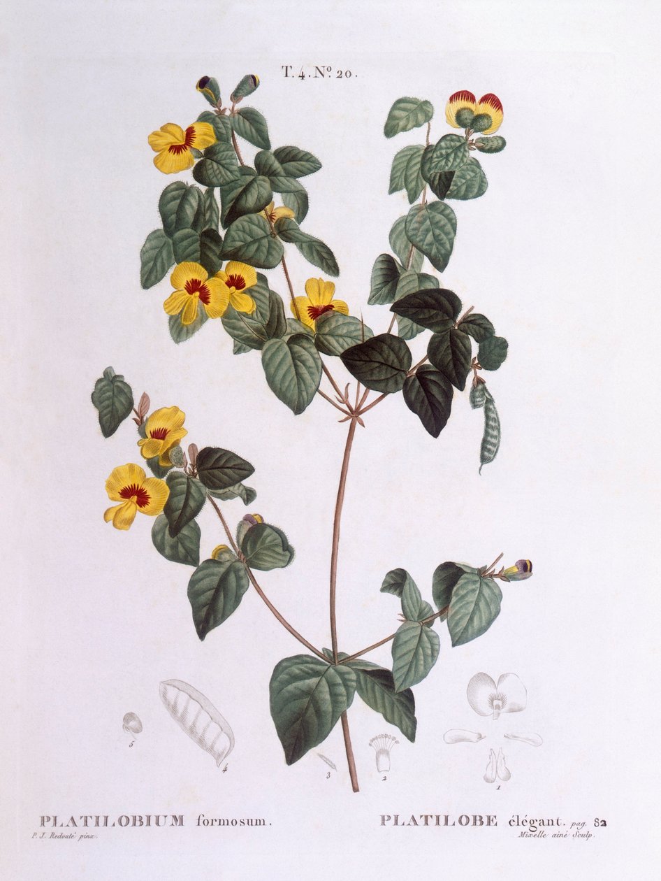 Stilig platt ärta (Platylobium formosum), Henry Louis Duhamel du Monceau, botanisk platta av Pierre Joseph Redouté av Pierre Joseph Redouté