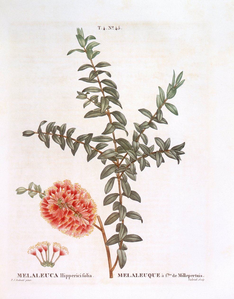 Kullebuske (Melaleuca hypericifolia), Henry Louis Duhamel du Monceau, botanisk platta av Pierre Joseph Redouté av Pierre Joseph Redouté