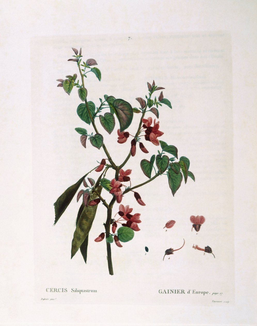 Judasträd (Cercis siliquastrum), Henry Louis Duhamel du Monceau, botanisk platta av Pierre Joseph Redouté av Pierre Joseph Redouté