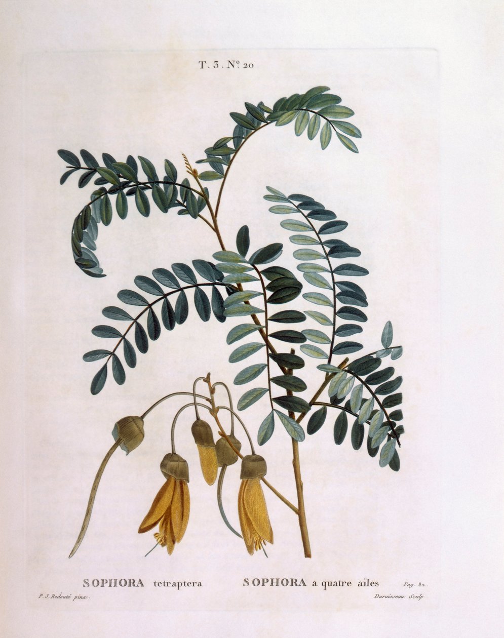 Kowhai (Sophora tetraptera eller Edwardsia grandiflora), Henry Louis Duhamel du Monceau, botanisk platta av Pierre Joseph Redouté av Pierre Joseph Redouté
