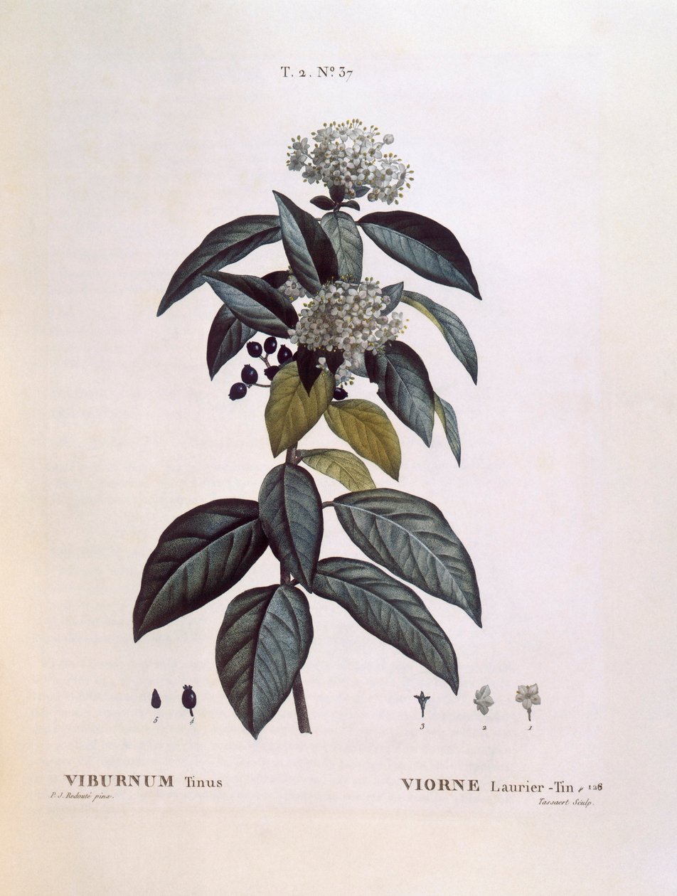 Laurustinus (Viburnum tinus), Henry Louis Duhamel du Monceau, botanisk platta av Pierre Joseph Redouté av Pierre Joseph Redouté