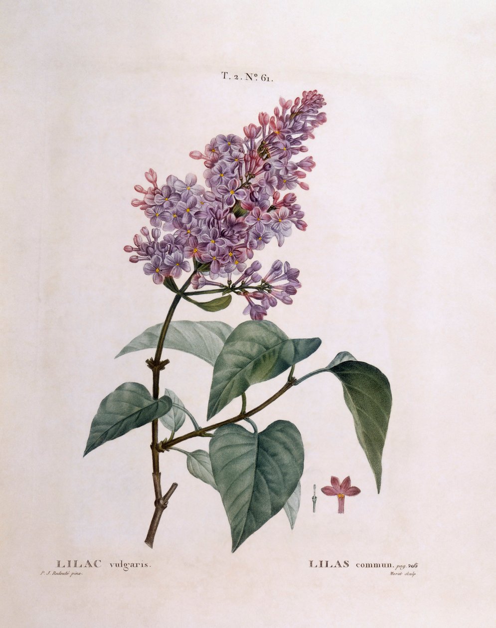 Syren (Syringa vulgaris), Henry Louis Duhamel du Monceau, botanisk platta av Pierre Joseph Redouté av Pierre Joseph Redouté