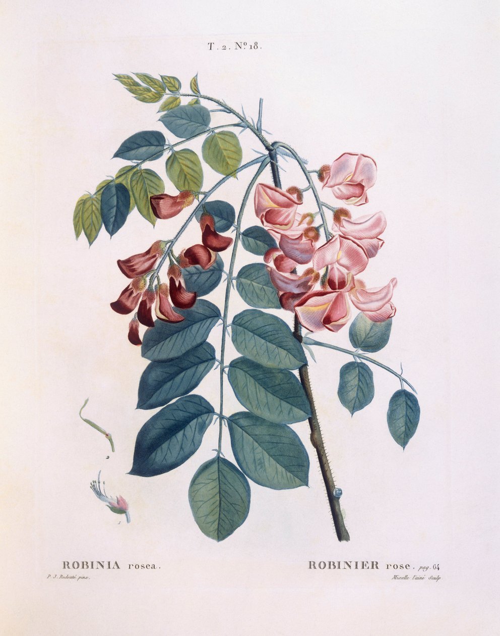 Locust (Robinia rosea), Henry Louis Duhamel du Monceau, botanisk tallrik av Pierre Joseph Redouté av Pierre Joseph Redouté