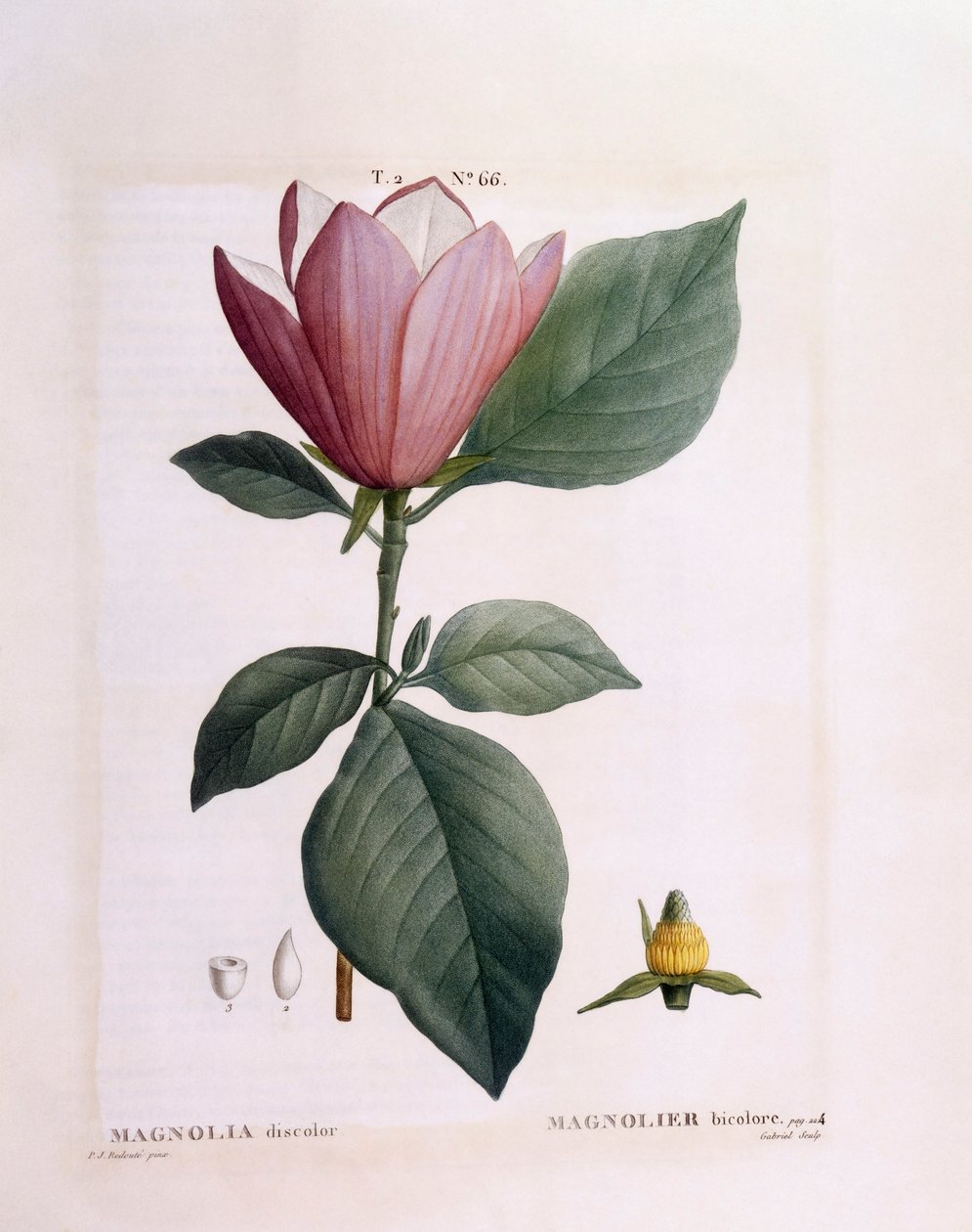 Magnolia (Magnolia discolour), Henry Louis Duhamel du Monceau, botanisk platta av Pierre Joseph Redouté av Pierre Joseph Redouté